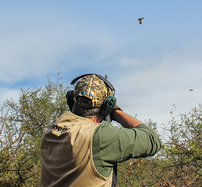 Guided Dove Hunt in Ellis County 202//187